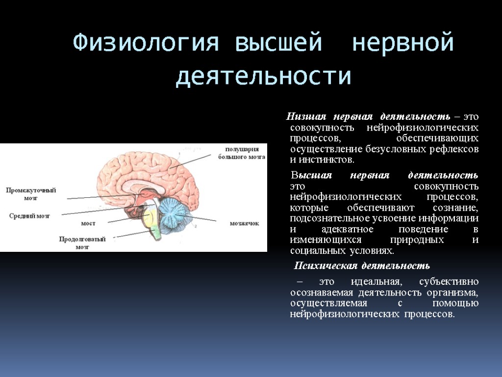 Физиология высшей нервной деятельности Низшая нервная деятельность – это совокупность нейрофизиологических процессов, обеспечивающих осуществление